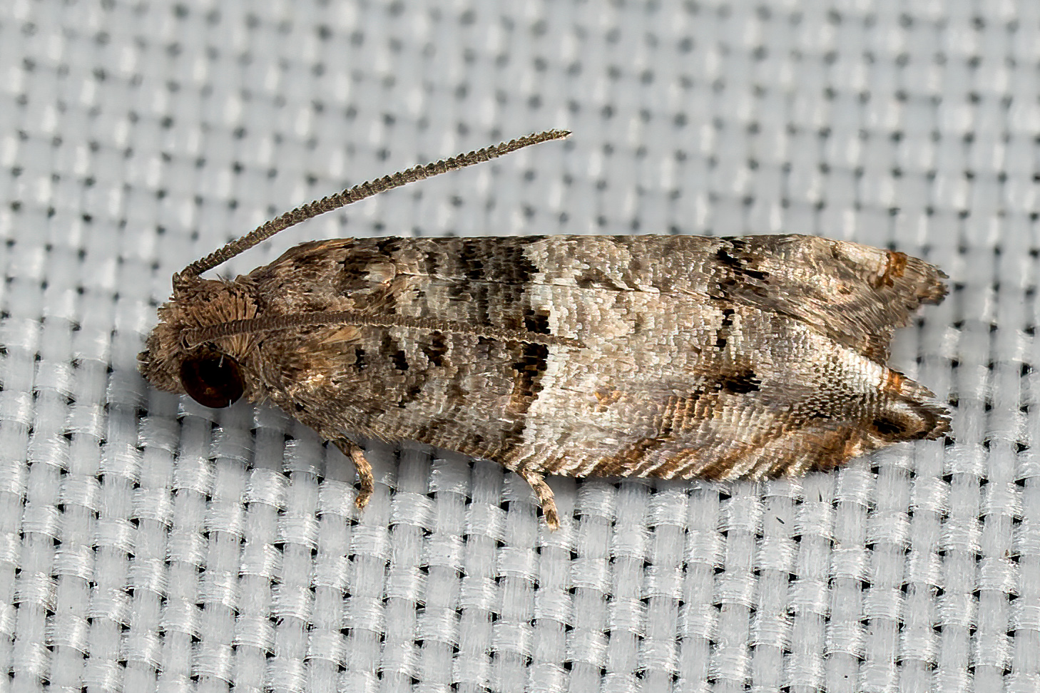 Rhopobota image