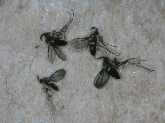 gall-forming flies