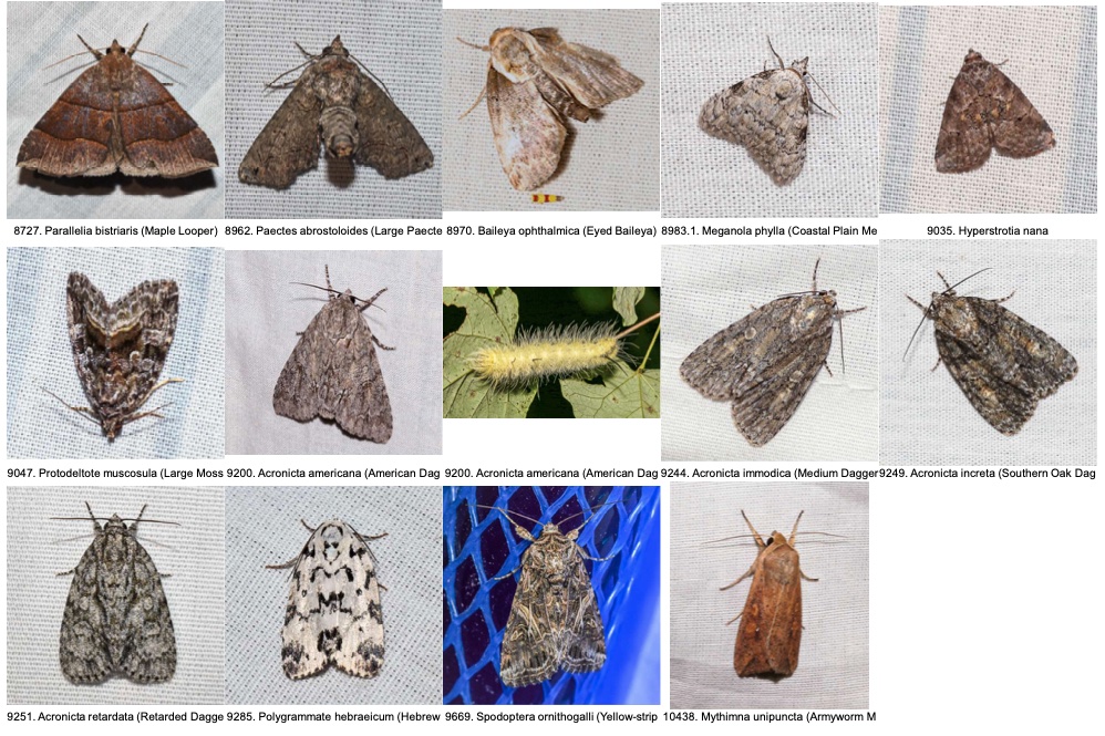 moths 6